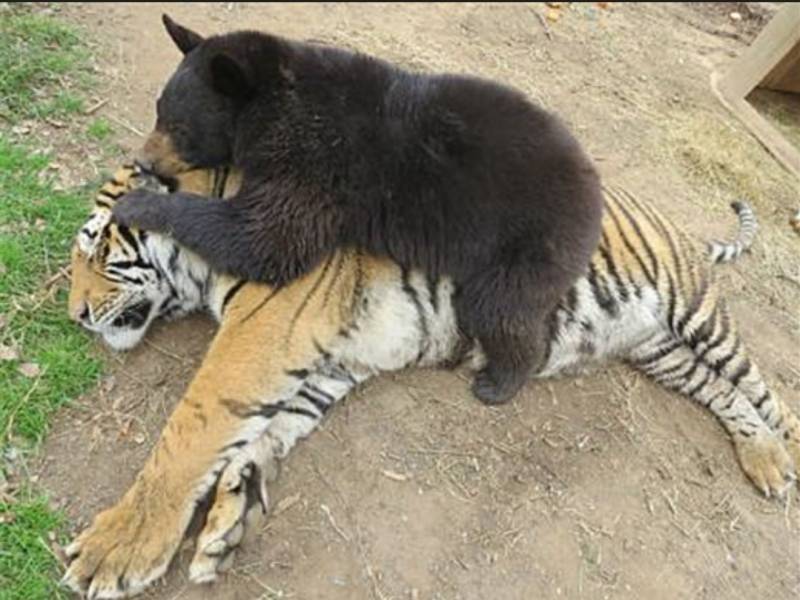 [잡담] 단군즈 정규 마지막 경기를 맞아 단군즈 짤털🐯🐻 | 인스티즈