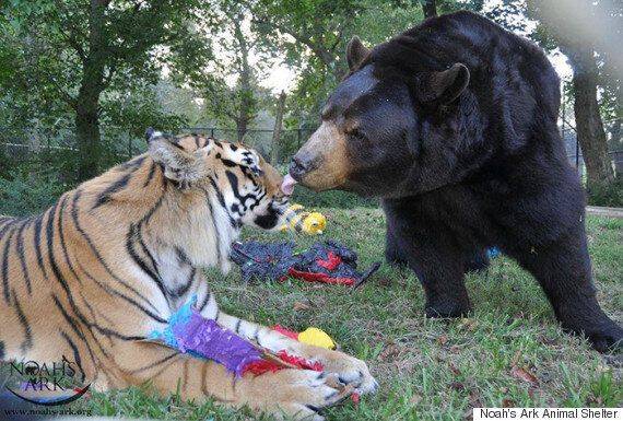 [잡담] 단군즈 정규 마지막 경기를 맞아 단군즈 짤털🐯🐻 | 인스티즈