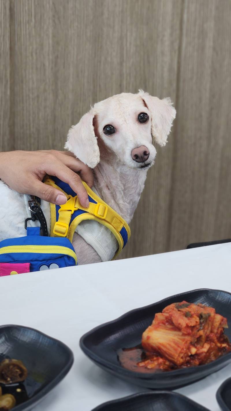 [잡담] 강쥐도 탐내는 가을 대하🦐 | 인스티즈