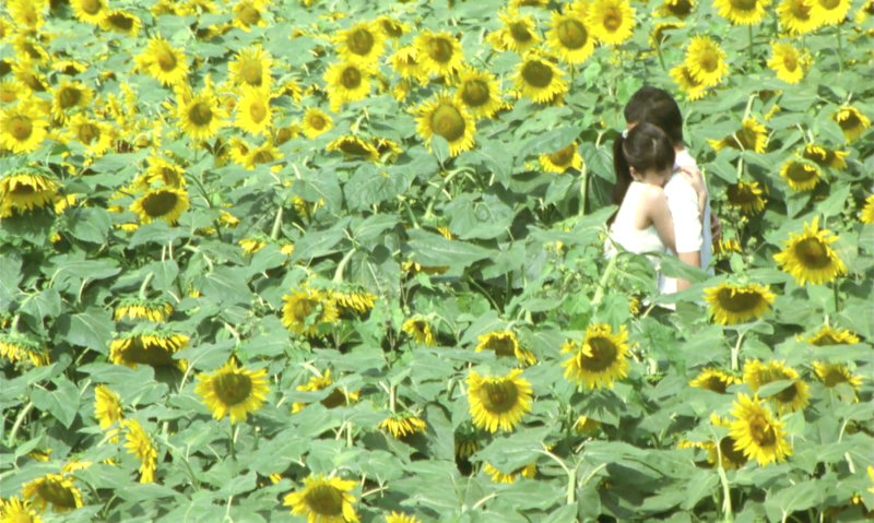 [잡담] 해바라기는 항상 필승임 🌻🌻🌻 | 인스티즈