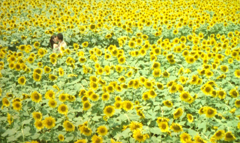 [잡담] 해바라기는 항상 필승임 🌻🌻🌻 | 인스티즈