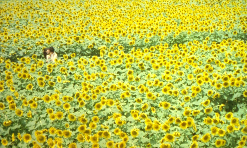 [잡담] 해바라기는 항상 필승임 🌻🌻🌻 | 인스티즈