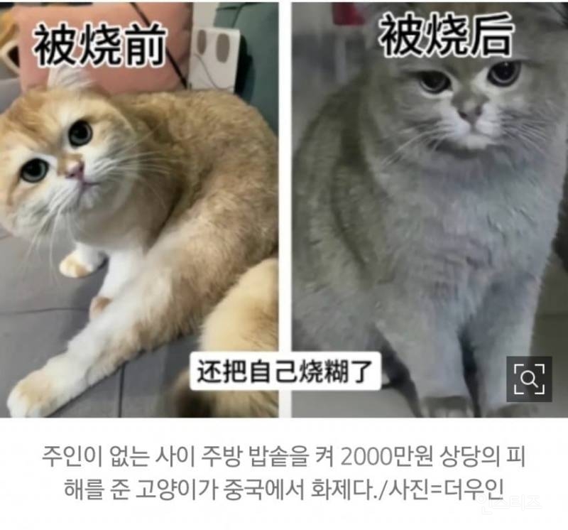 집사에게 밥을 해준 기특한 고양이.jpg | 인스티즈