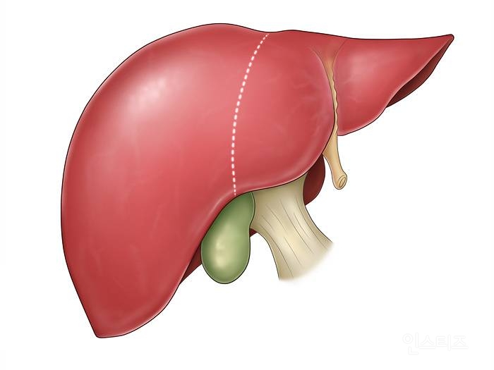 인간의 장기중 유일하게 재생이 되는 장기 | 인스티즈