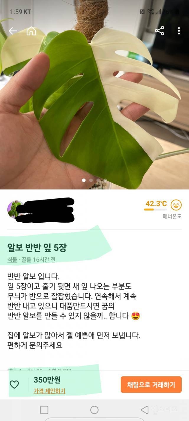 나뭇잎 5장에 350만원 | 인스티즈