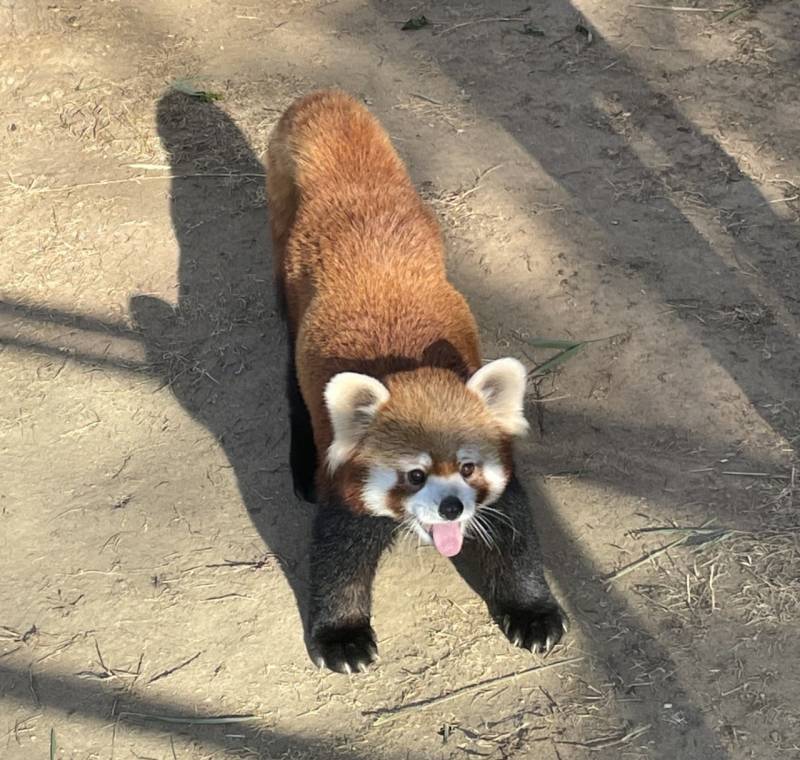 [잡담] 이게 레서판다야 강아지야 | 인스티즈