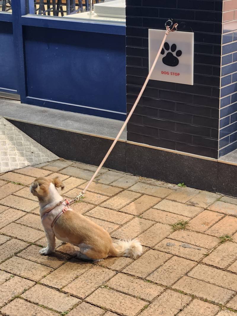 [잡담] 파바 앞 지나가다가 너무너무 귀여운 걸 봄🐾 | 인스티즈