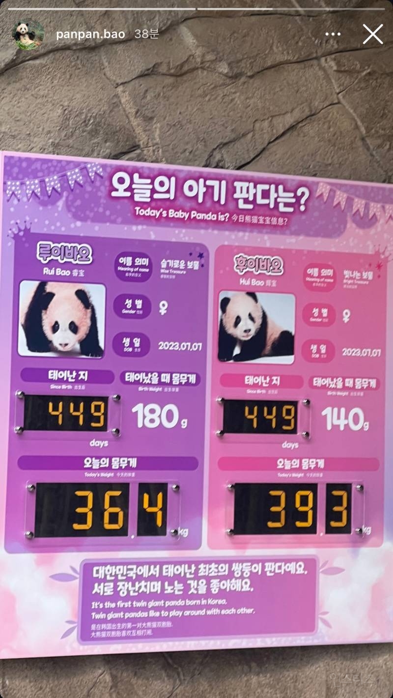 449일차 판다월드 아기판다 🐼🐼🐼 몸무게 비교 | 인스티즈