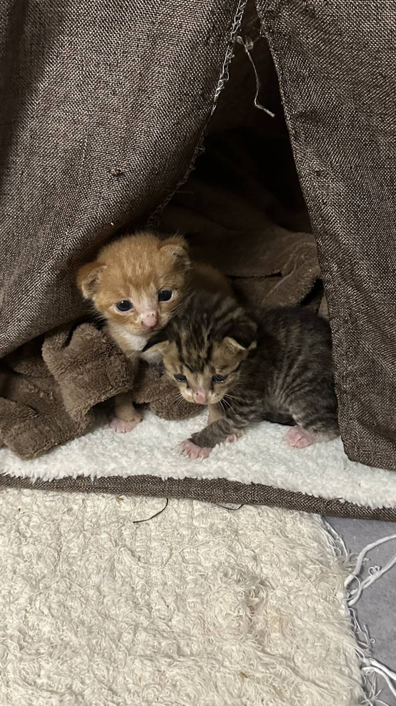 [잡담] 분유 먹여야 하는 고양이 임보처 구하고 있거든… | 인스티즈