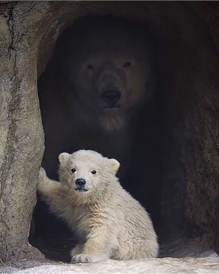 [잡담] 라이즈 순정즈 이짤이 계속 반복되는거 개웃곀ㅋㅋㅋ | 인스티즈