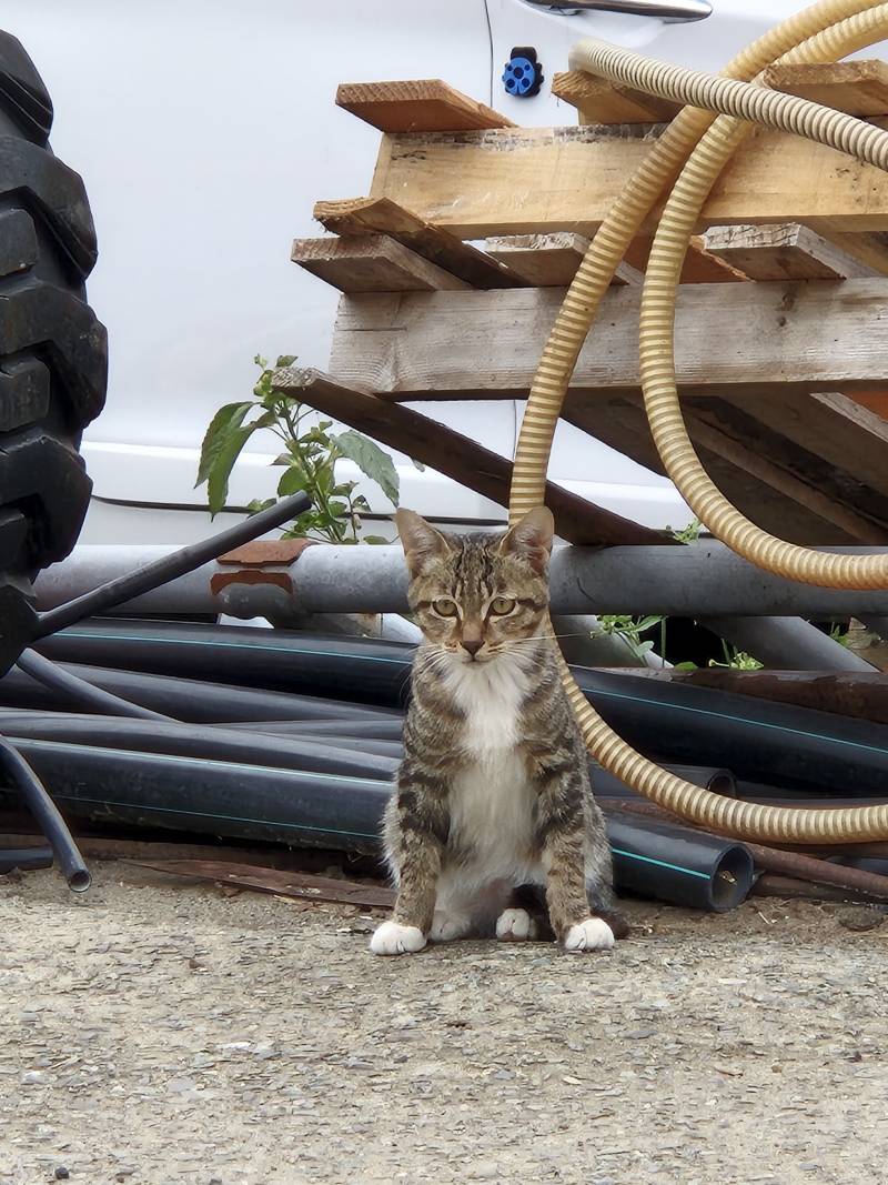 [잡담] 고양이 봤다 | 인스티즈