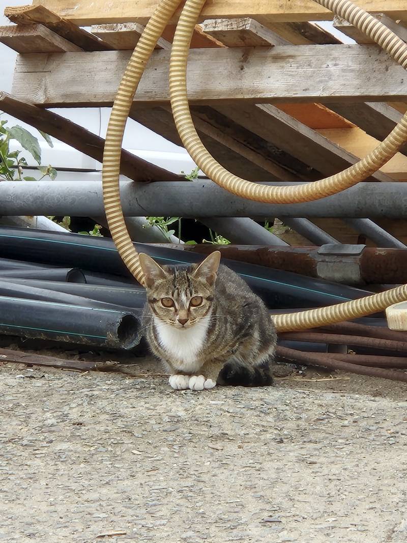 [잡담] 고양이 봤다 | 인스티즈