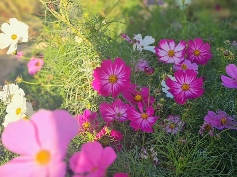 [잡담] 날 선선한 휴일에 꽃구경 힐링이다 | 인스티즈