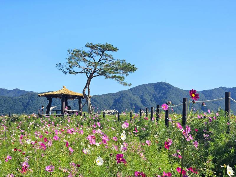 [잡담] 날 선선한 휴일에 꽃구경 힐링이다 | 인스티즈