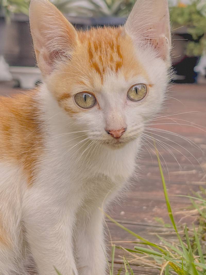 [잡담] 카페 갔다가 찍은 아기 고영이🐱🐱 | 인스티즈