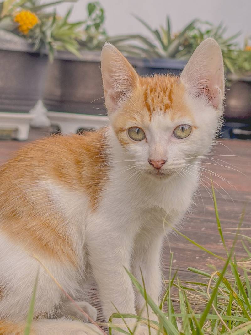 [잡담] 나 길냥이 좀 잘 찍은 거 같음🐱🐱🐱 | 인스티즈