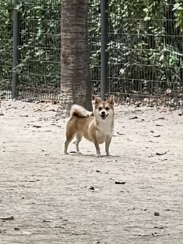 [잡담] 솔직하게 이 강아지 몇 살처럼 보여? | 인스티즈