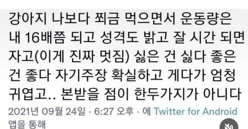 [잡담] 강아지들 갓생사는듯 | 인스티즈