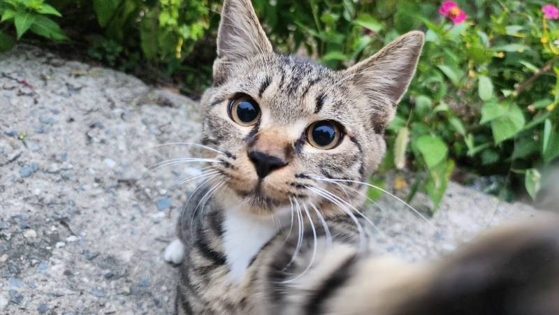 [잡담] 최근에 알고 지내는 길냥이 | 인스티즈