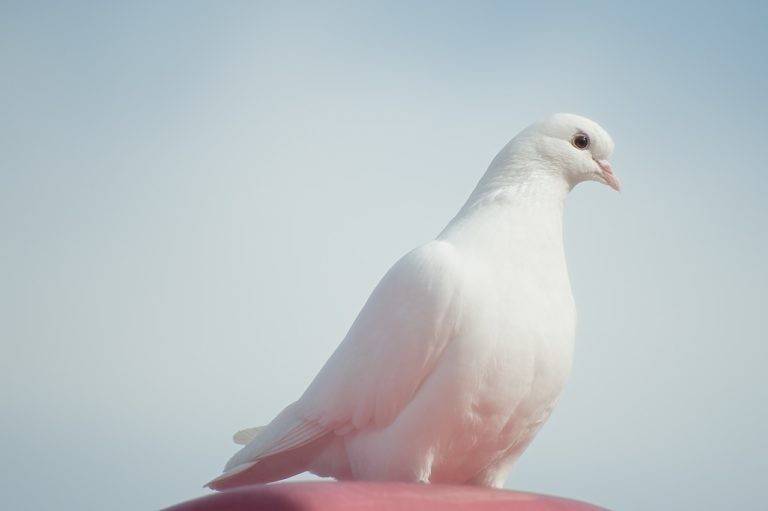 [잡담] 비둘기 싫어하는 사람들은 마술 할 때 쓰는 흰비둘기도 싫어? | 인스티즈