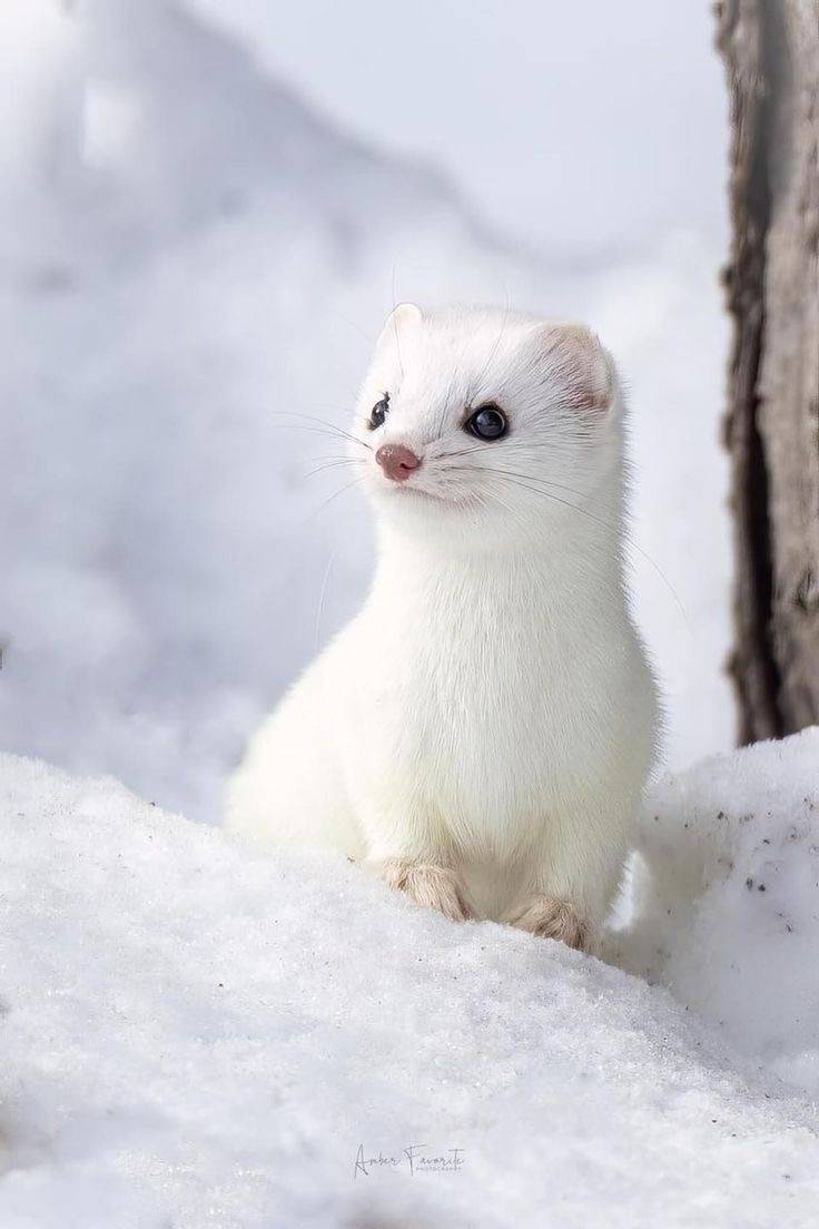 [잡담] 닮은꼴 보고 특징 말해줄 공주 있나요!!!!❓🤍 | 인스티즈