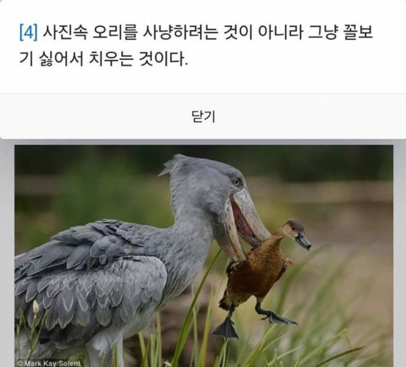 [잡담] 나 눈썹 ㄹㅈㄷ임.. 놀리지마… | 인스티즈