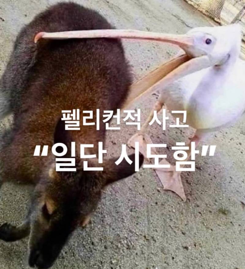 [잡담] 펠리컨적 사고 | 인스티즈