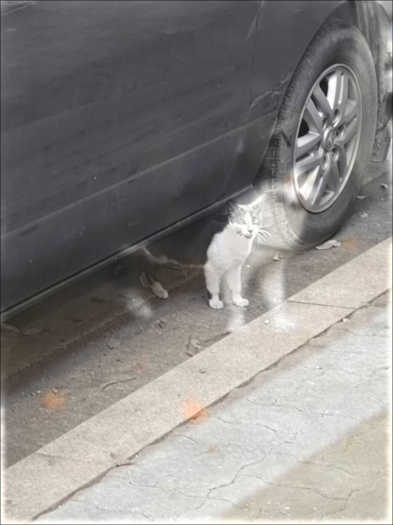 [잡담] 오늘 길애옹이 찍었는데 공포사진처럼 찍혔어ㅋㅋㅋㅋㅋㅋㅋㅋ | 인스티즈