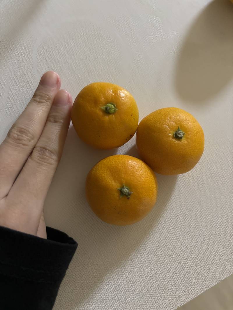 [잡담] 나 태어나서 이렇게 작은귤 처음봐...🍊🧡 | 인스티즈