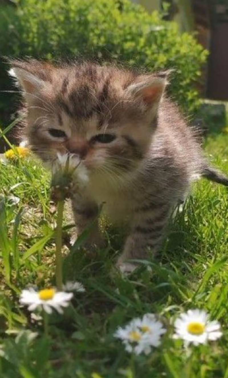 [잡담] 고양이 사진 받아랑 | 인스티즈