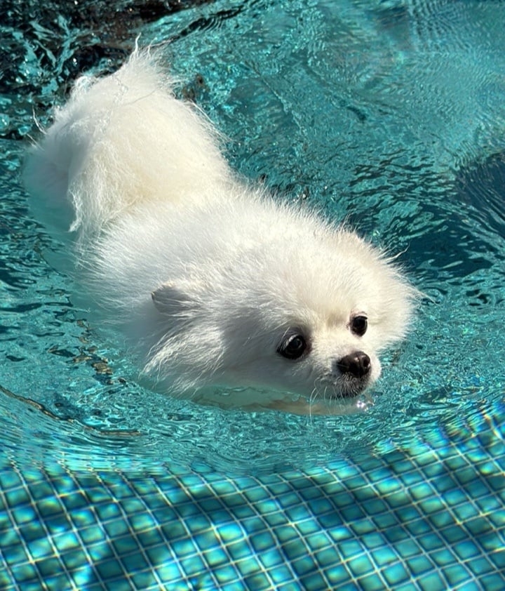 [잡담] 성한빈 방금 보내준 강아지 아 심장 | 인스티즈