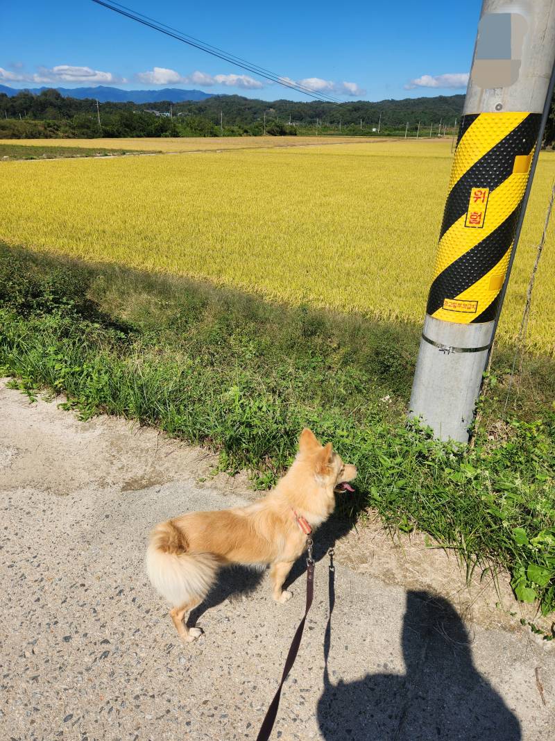 [잡담] 진짜 가을이다 황금 들판이야 | 인스티즈