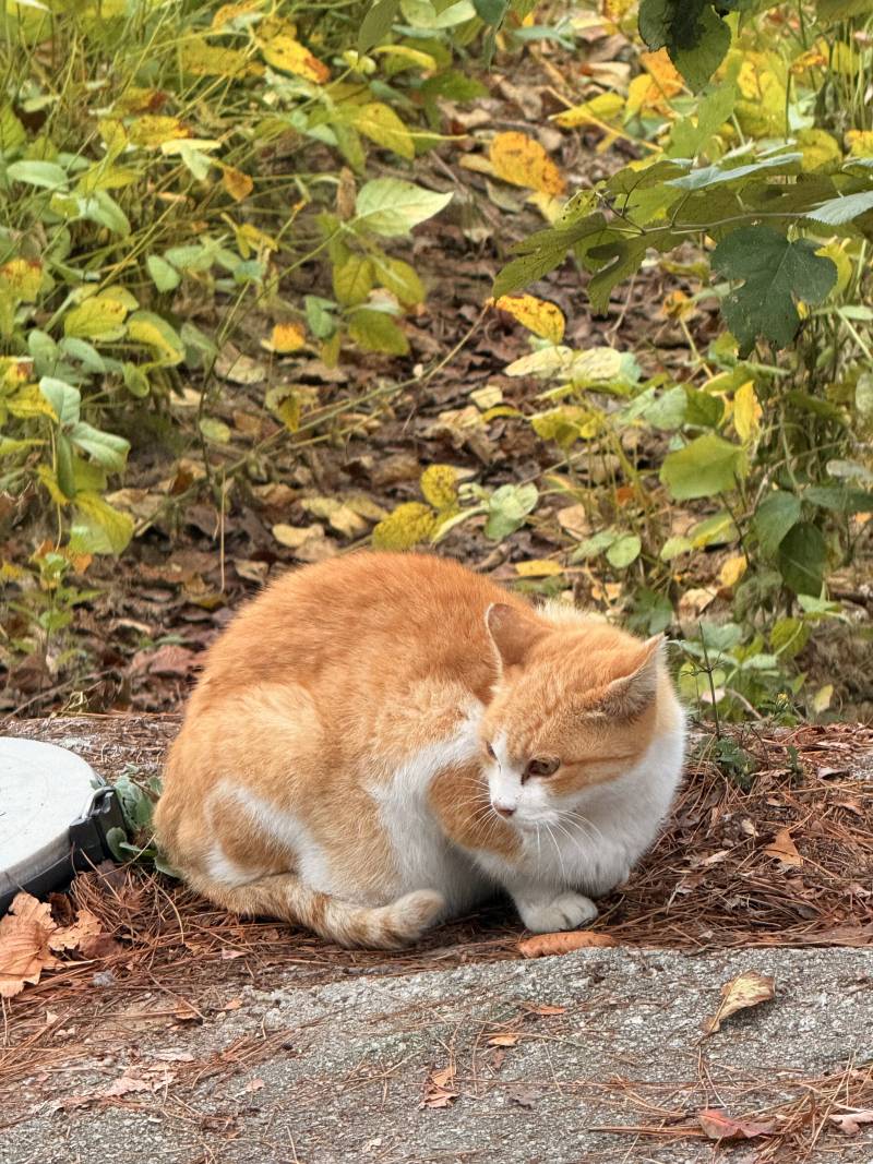 [잡담] 고양이 임신한걸까.. 🥲 | 인스티즈