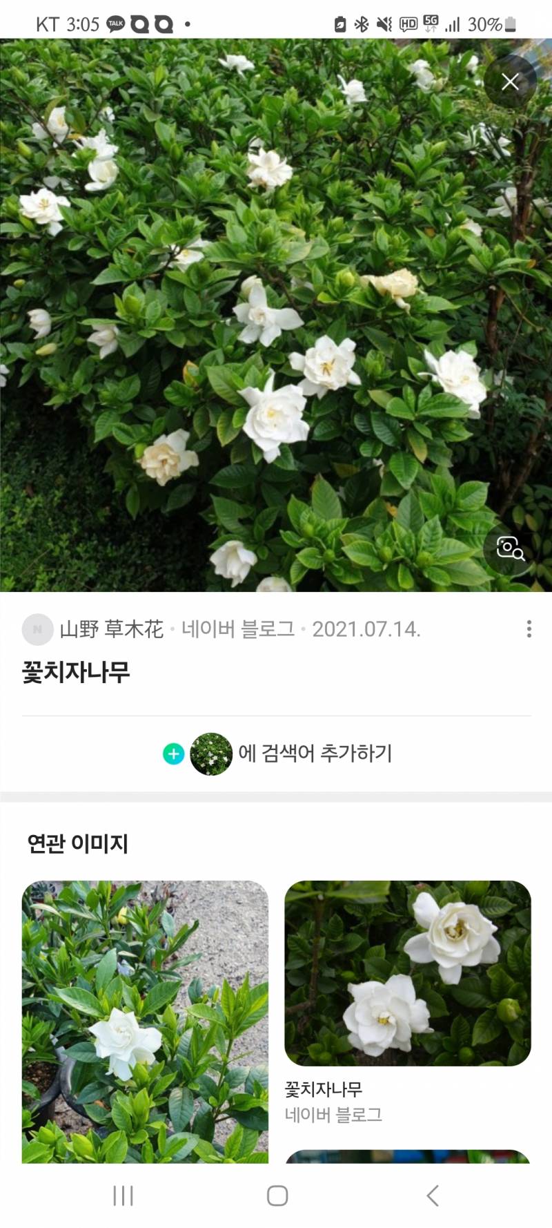 [잡담] 금목서 처돌이가 좋아하는 또다른 향기나무 알려용 | 인스티즈