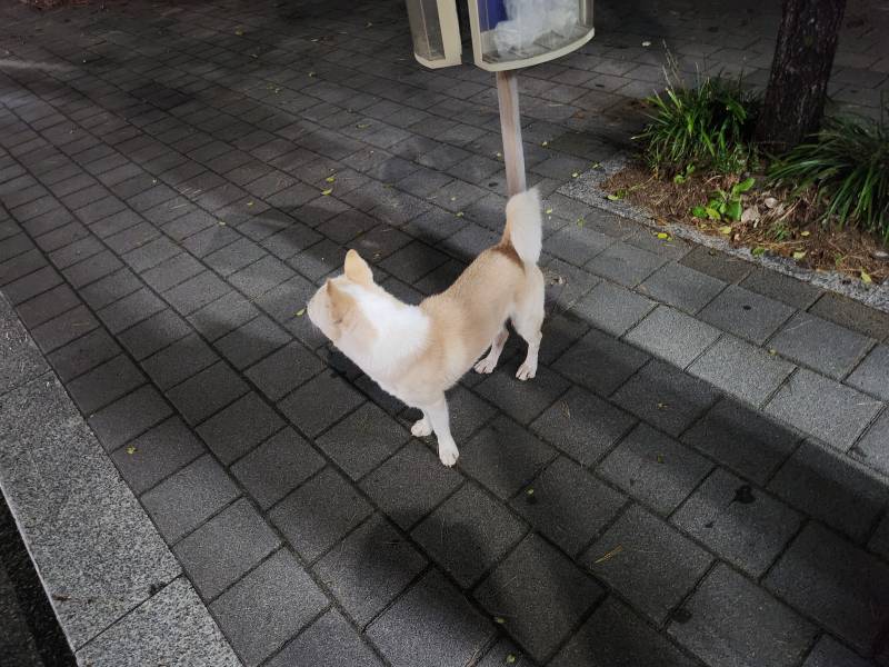 [잡담] 유기견인가...ㅠㅜ 목줄없는개 무서운데 | 인스티즈