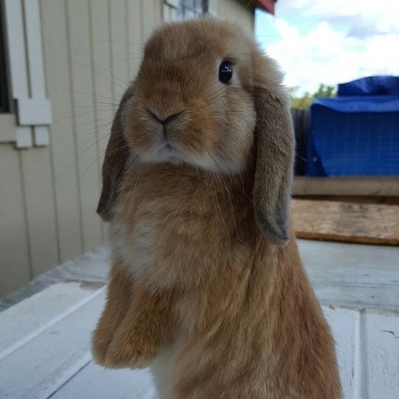 [잡담] 소희 토끼파🐰 들어와봐 | 인스티즈