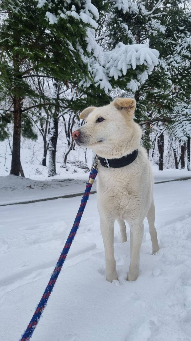 [잡담] 우리회사 개 볼래? 22 | 인스티즈