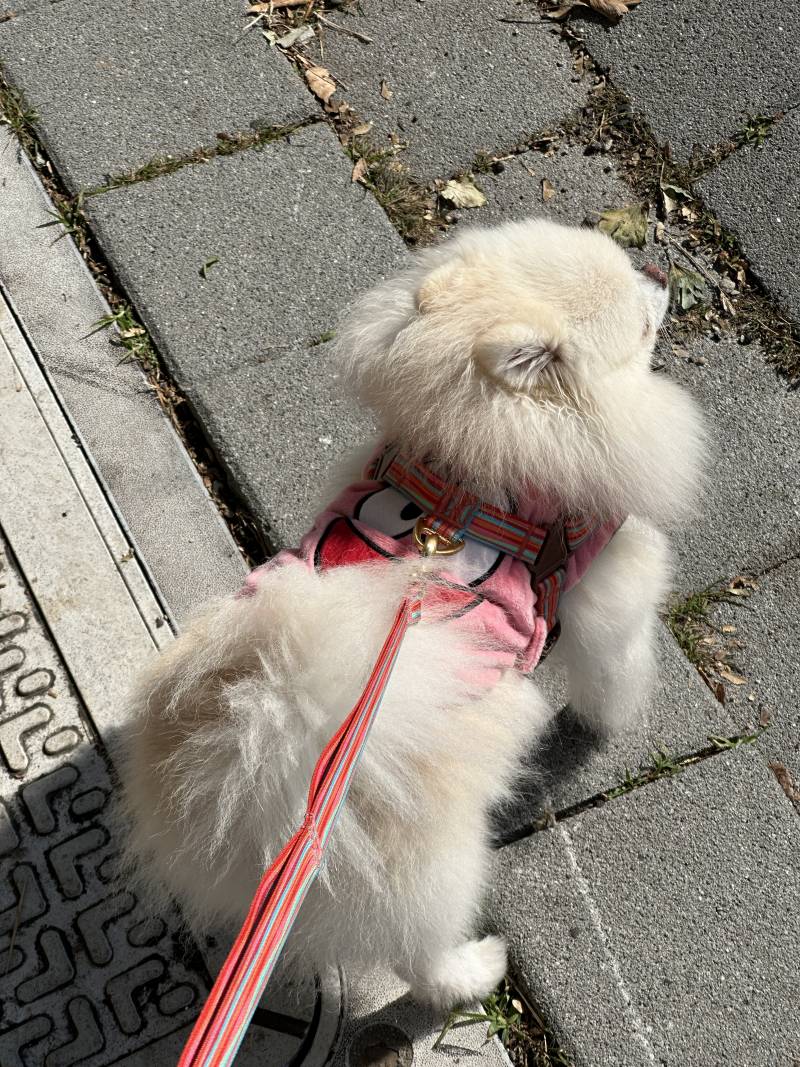 [잡담] 강아지잘알들아 애기가 토했는데 봐줄수잇니?ㅠㅠ | 인스티즈