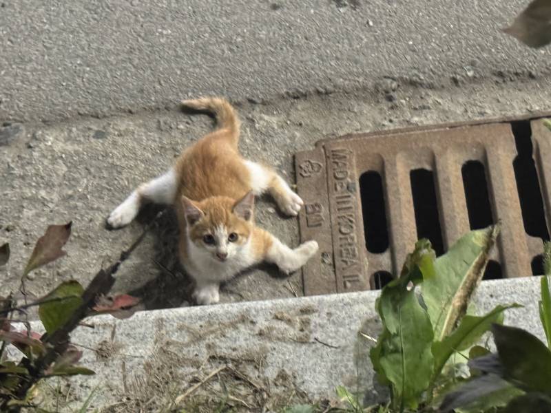 [잡담] 아기 고양이가 눈 앞에서 차에 치였는데 살아있어 | 인스티즈