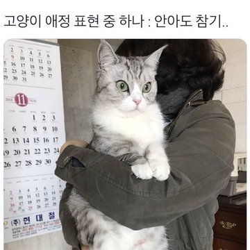 [잡담] 원빈이 타로한테 안겨있는 거 진짜 고양이 같음 | 인스티즈