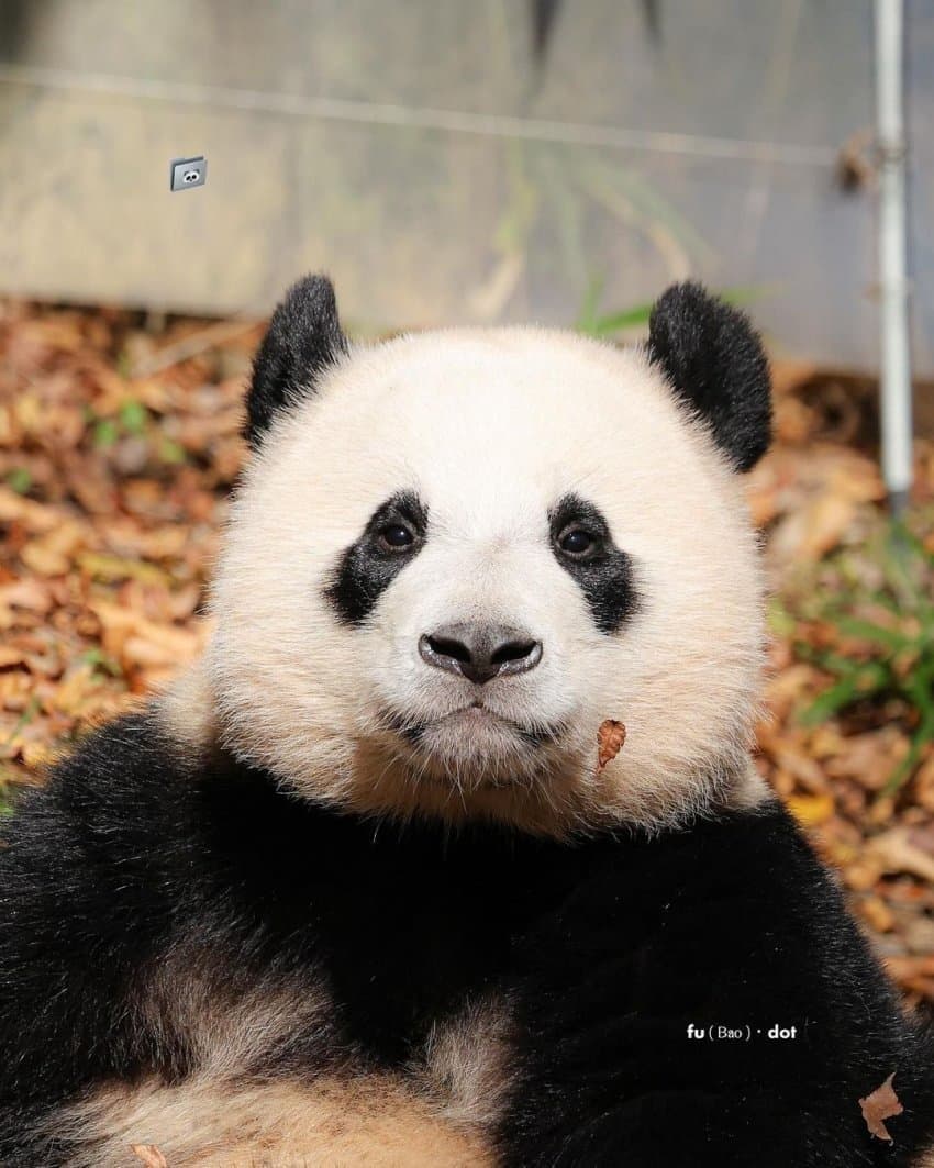 [잡담] 익더라 귀여운 쌍둥바오🐼좀 보고 잠깐이라도 힐링해... | 인스티즈