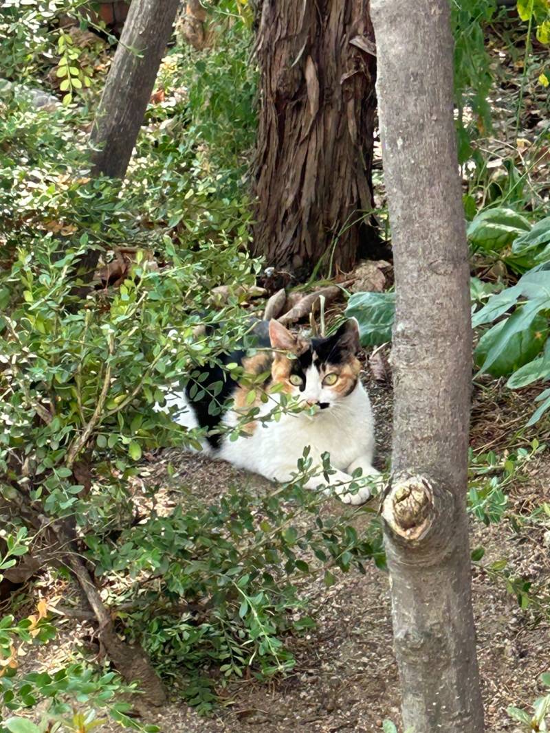 [잡담] 오늘 귀여운 삼색 고앵이 봐써 | 인스티즈