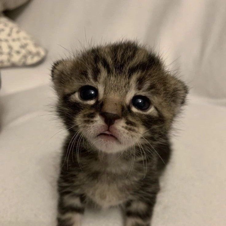 [잡담] 원빈이 고양이 짤 무한대로 존재하는 거 신기해ㅋㅋㅋㅋㅋㅋㅋㅋㅋㅋ | 인스티즈