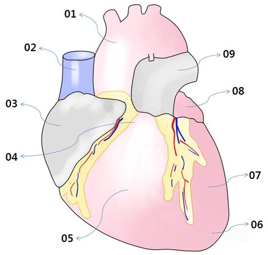생각보다 많은 사람들이 모르는 심장의 실제 구조 | 인스티즈