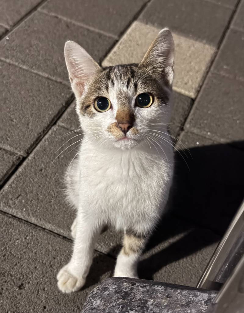 [잡담] 고양이 쥐약 먹인다는 아파트 단톡방 | 인스티즈