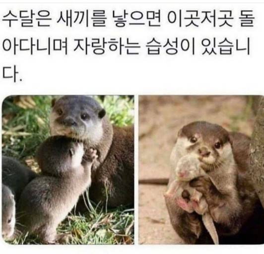 [잡담] 수달 라이온즈 | 인스티즈