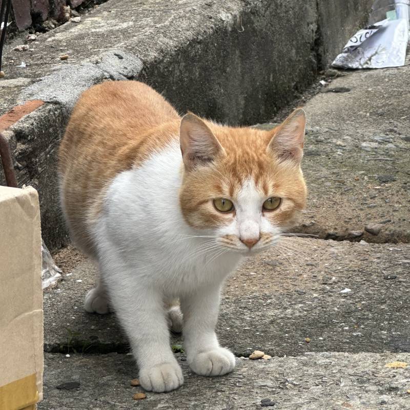 [잡담] 와 길냥이 레전드로 귀엽게 생김 ㅠㅠㅠ | 인스티즈