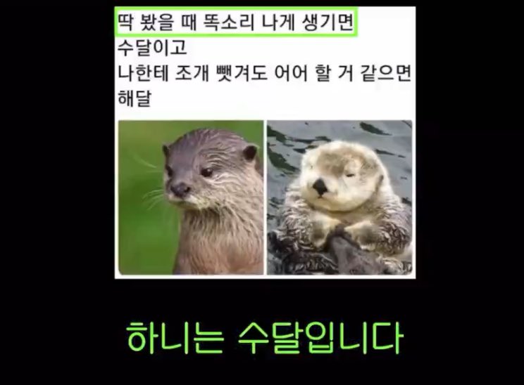 [잡담] 하니는 수달입니다 민지피셜 | 인스티즈