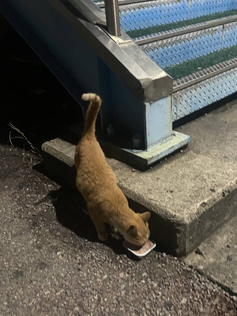 [잡담] 고양이 꼬리 7 모양이면 기분 좋은거야? | 인스티즈