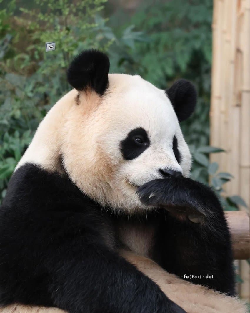 [잡담] 🐼 : 역시 바오걸즈 메인뚠빵의 인기란.. | 인스티즈